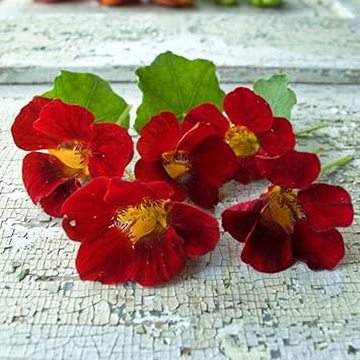 Heirloom Non-GMO Maroon Nasturtium Flower Seeds for Planting Edible Organic Garden Seeds with High Germination