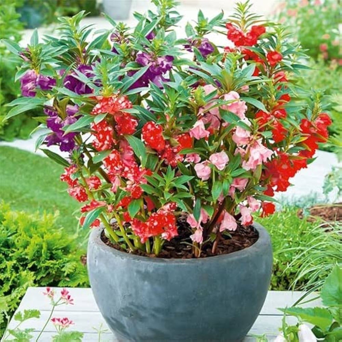 Heirloom Non-GMO Mixed Balsam Flower Seeds for Planting Organic Garden & Pot Seeds, High Germination, Vibrant Blooms