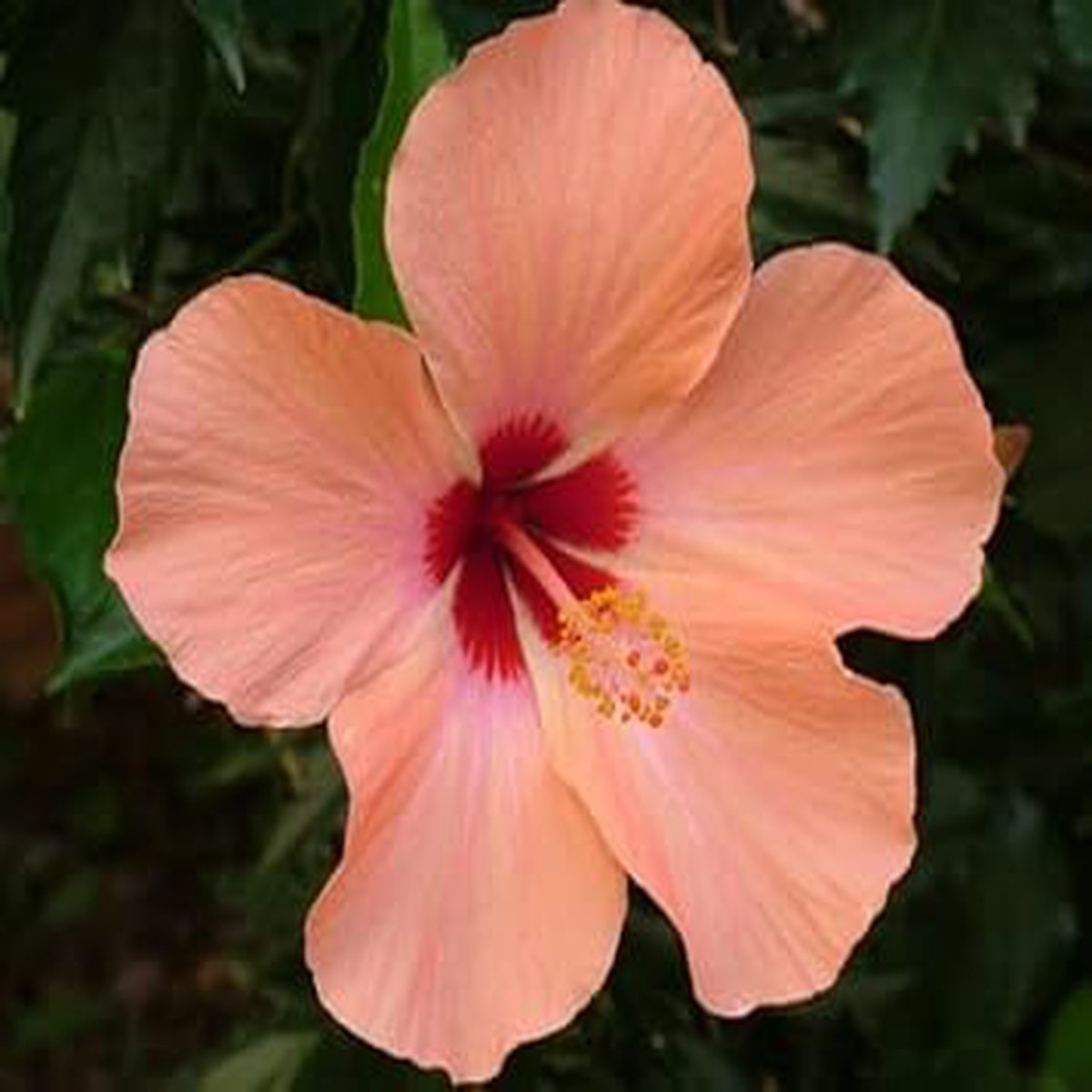 Heirloom Non-GMO Peach Hibiscus Flower Seeds for Planting High Germination Organic Garden Seeds for Tropical Blooms