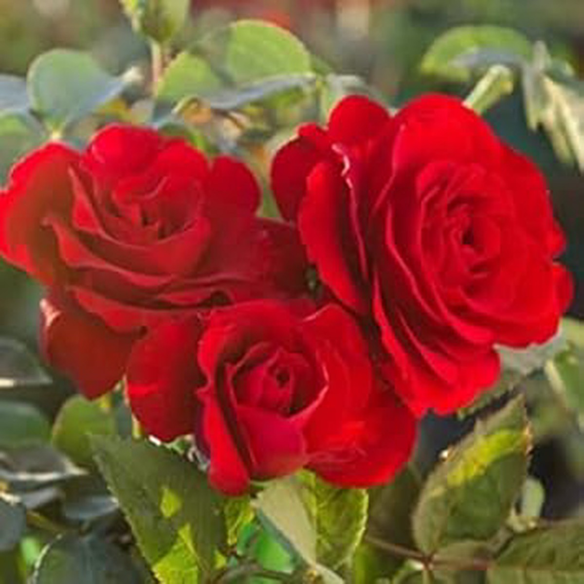 Heirloom Non-GMO Red Rose Flower Seeds for Garden Planting | High Germination Organic Garden Seeds