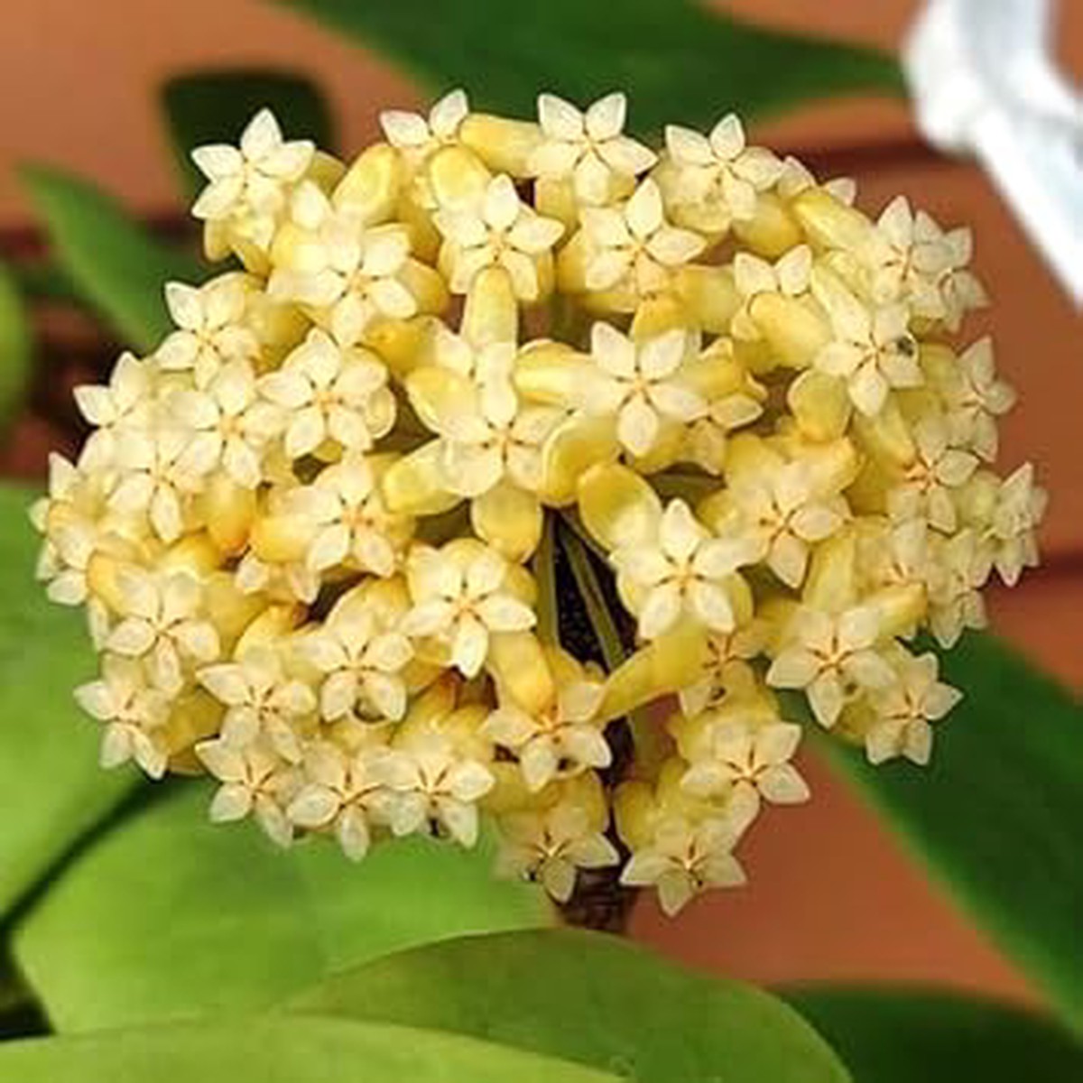 Heirloom Non-GMO Yellow Carnosa Flower Seeds Organic Garden Seeds for Planting, High Germination Home Garden Blooms