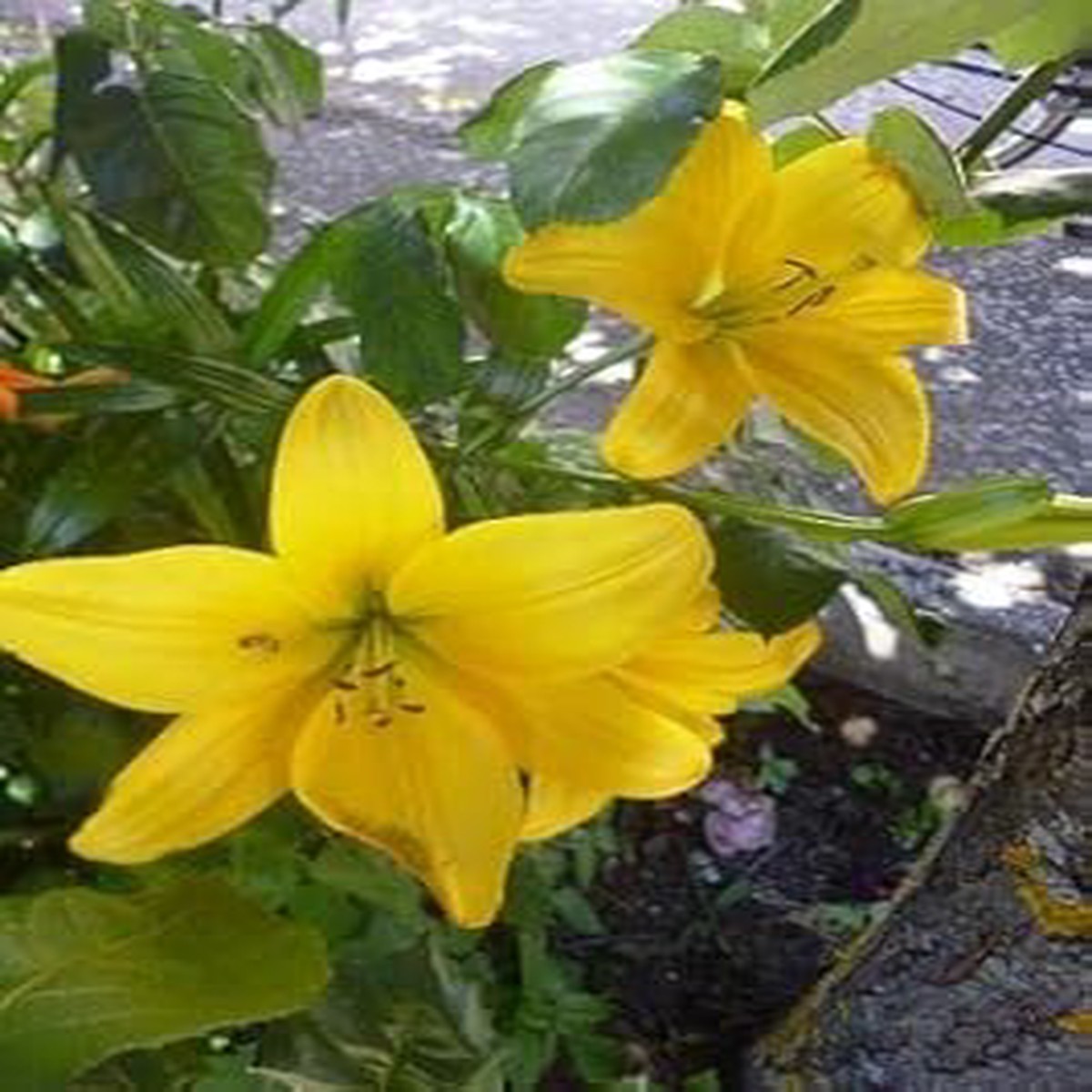 Heirloom Non-GMO Yellow Hippeastrum Flower Seeds High Germination Organic Garden Seeds for Planting