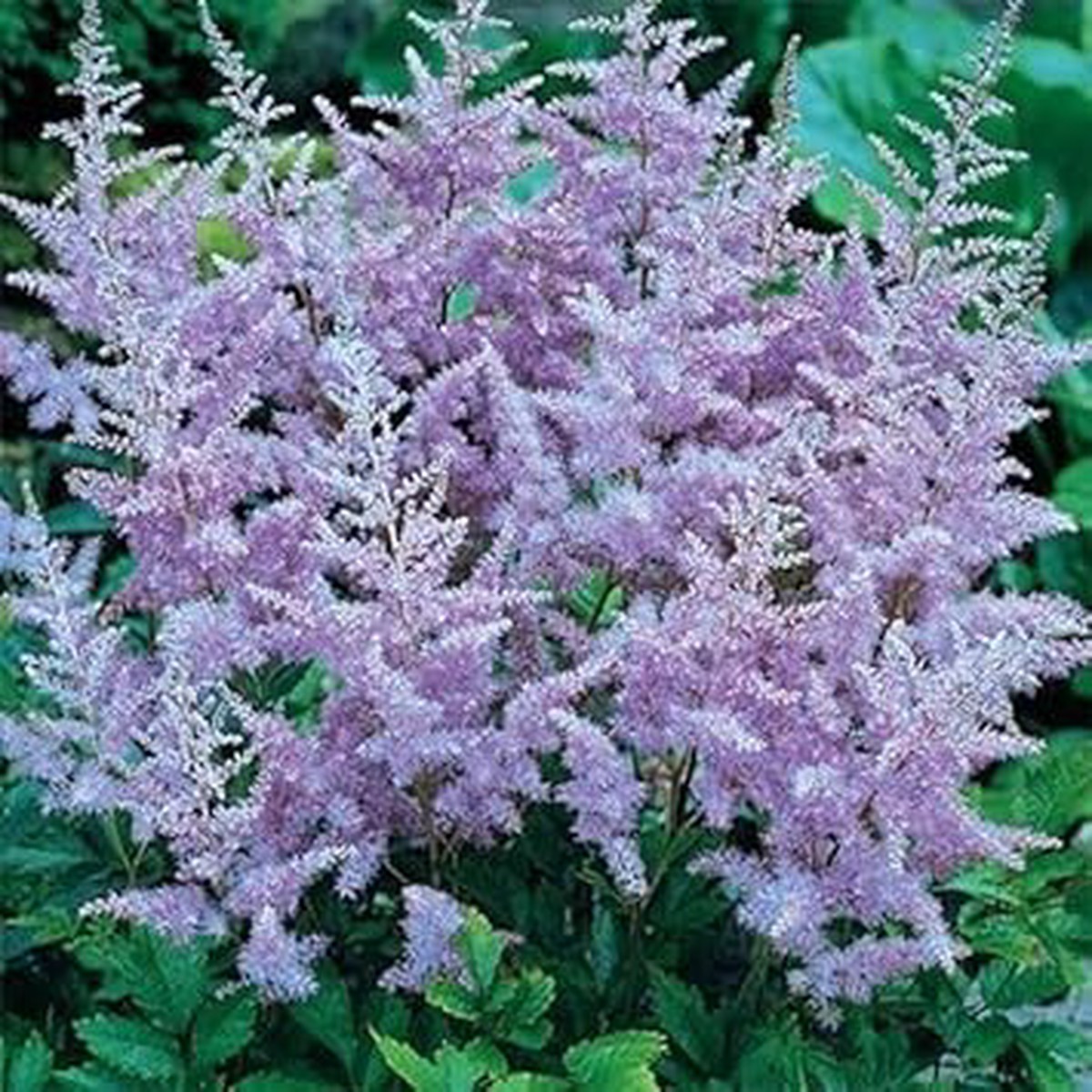 Lavender Astilbe Flower Seeds Heirloom Non-GMO Organic Garden Seeds for Planting, High Germination Shade-Loving Blooms