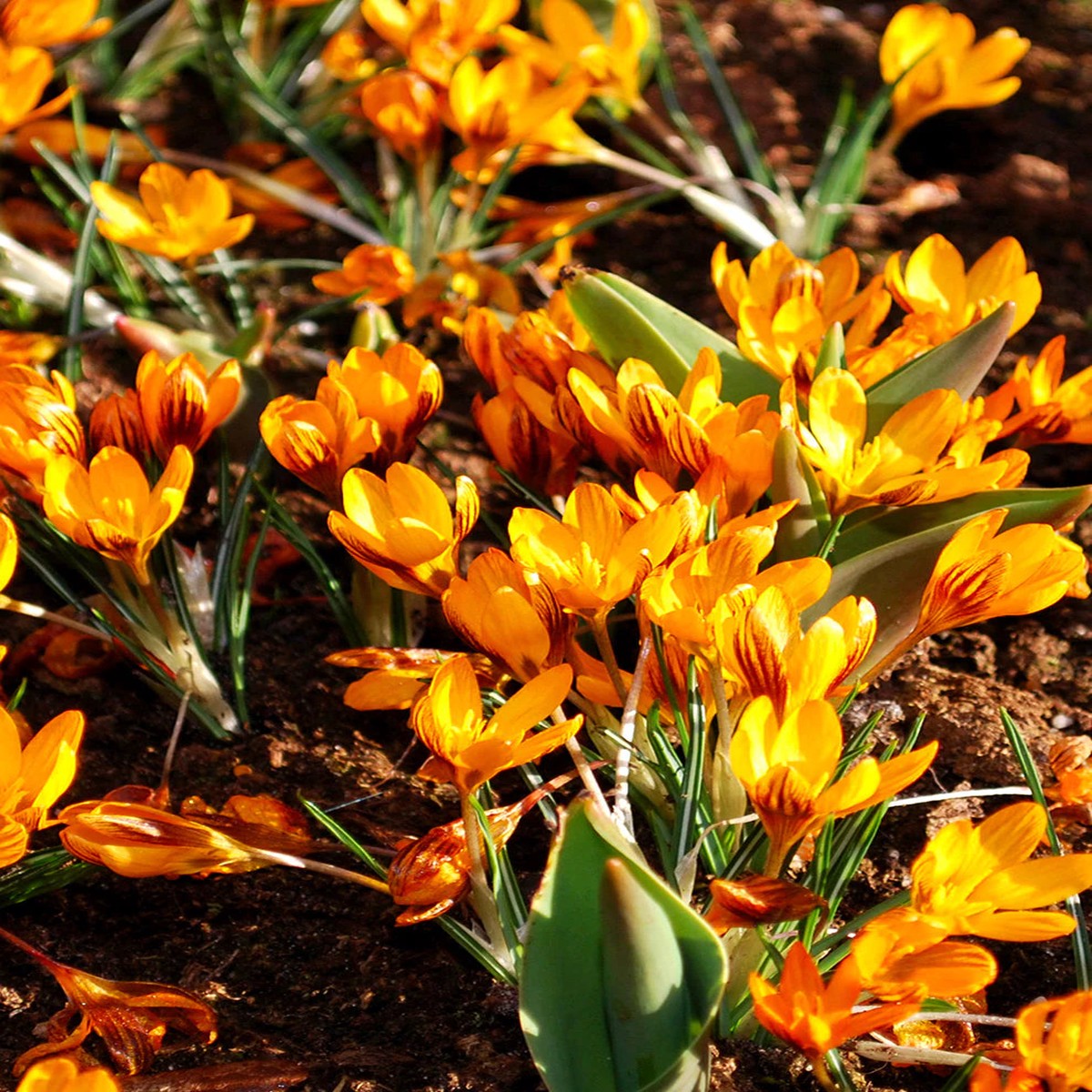 Orange Brown Crocus Flower Seeds Heirloom Non-GMO High Germination Organic Garden Seeds for Planting