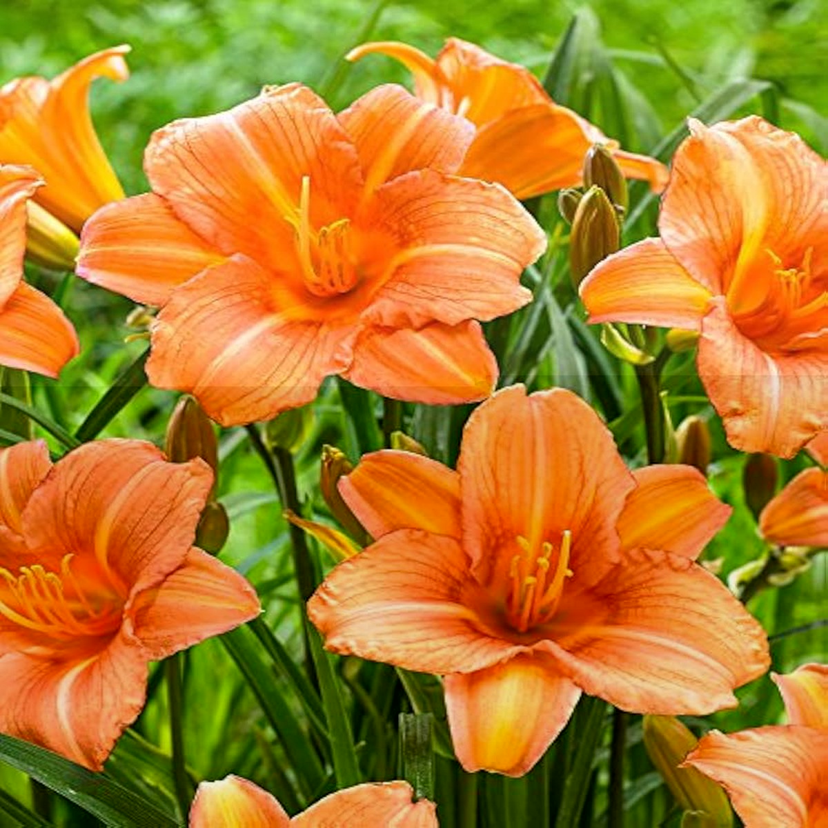Orange Hemerocallis Flower Seeds for Garden - Heirloom, Non-GMO, High Germination Organic Seeds