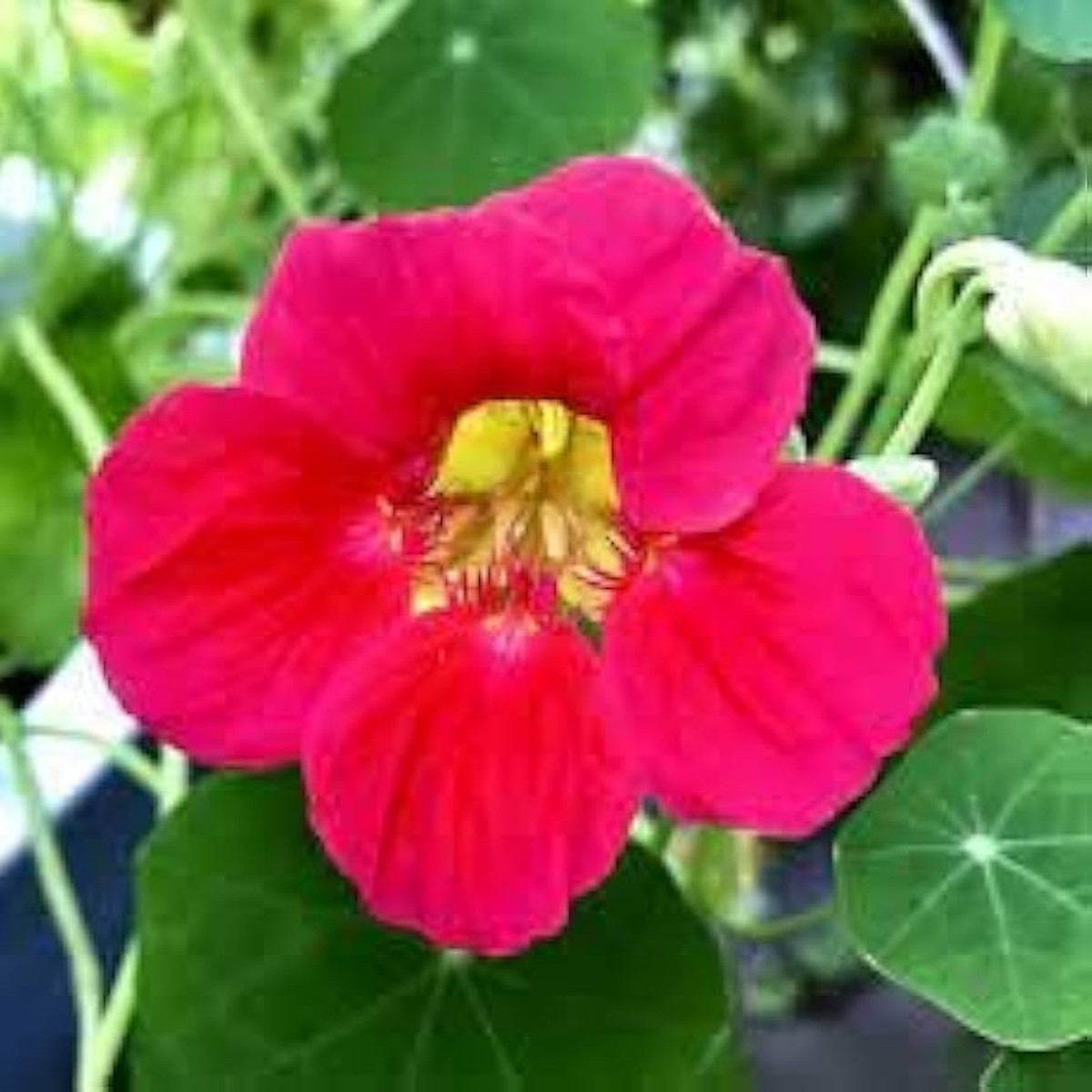 Pink Tropaeolum Majus Flower Seeds for Planting Heirloom, Non-GMO, High Germination Nasturtium Garden Seeds
