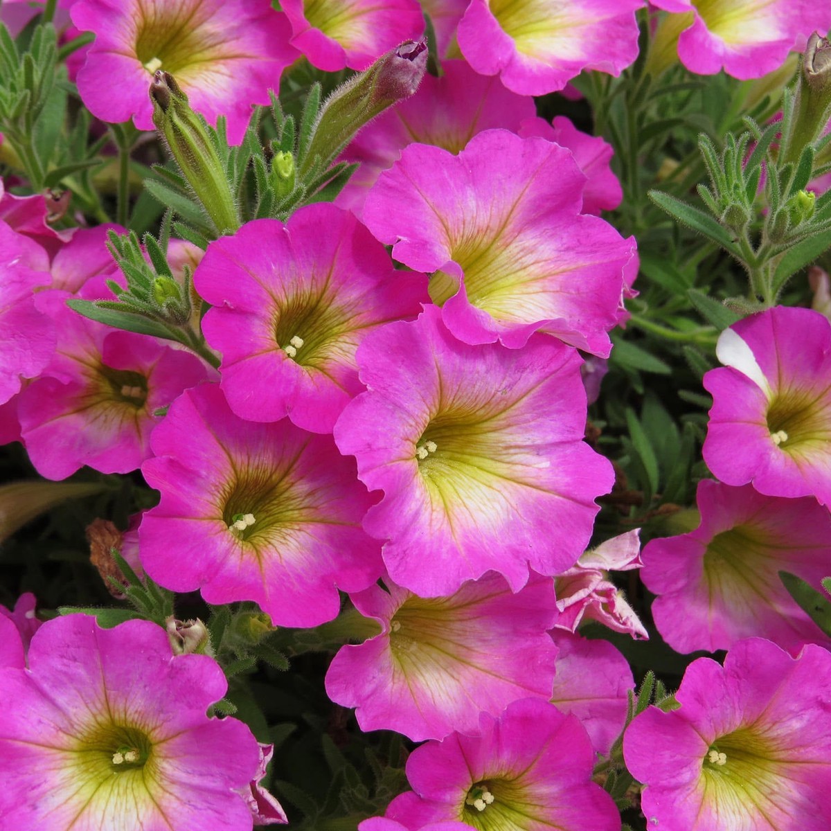 Pink & Yellow Petunia Flower Seeds for Planting Heirloom, Non-GMO, High Germination Organic Garden Seeds