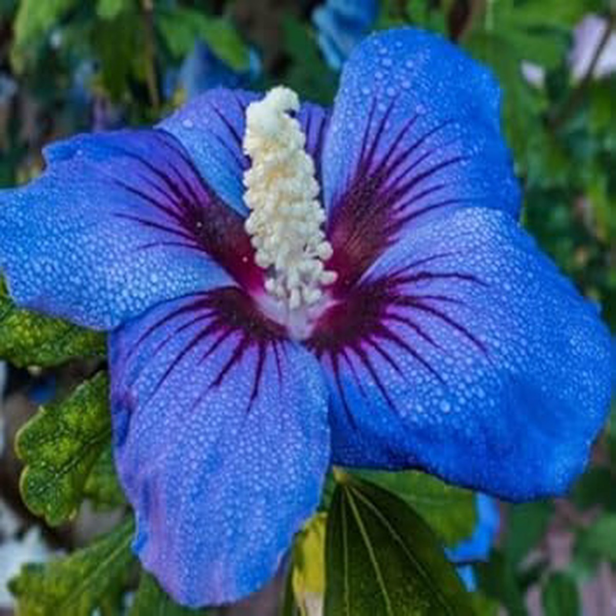 Blue Hibiscus Flower Seeds Heirloom Non-GMO Organic Garden Seeds for Planting, High Germination for Home Garden