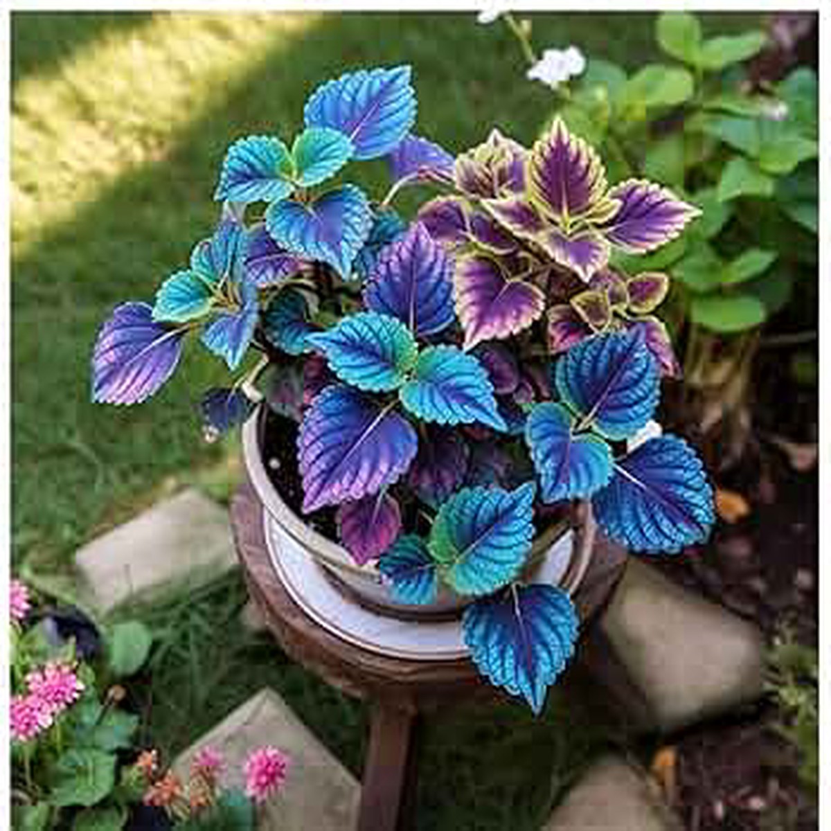 Blue Mini Coleus Plant Seeds Heirloom Non-GMO Organic Garden Seeds for Planting, High Germination Vibrant Foliage