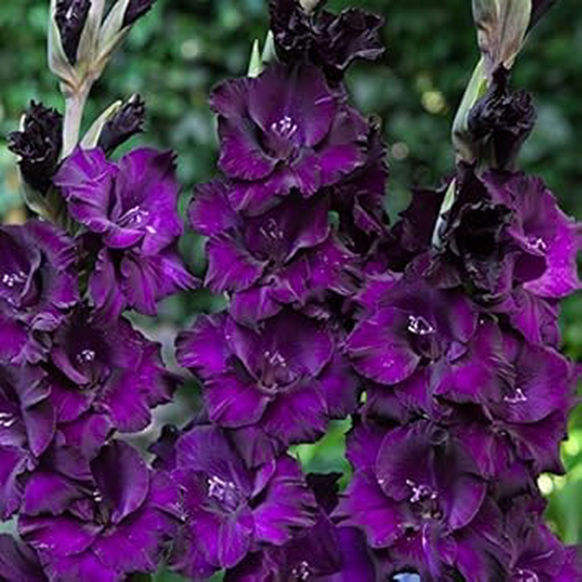 Deep Purple Gladiolus Flower Seeds Heirloom Non-GMO Organic Garden Seeds for Planting, High Germination Blooms