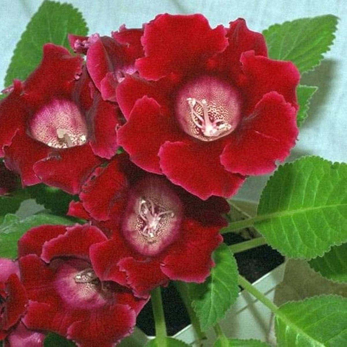 Deep Red Gloxinia Flower Seeds for Planting Heirloom, Non-GMO, Organic Garden Seeds with High Germination for Vibrant Blooms