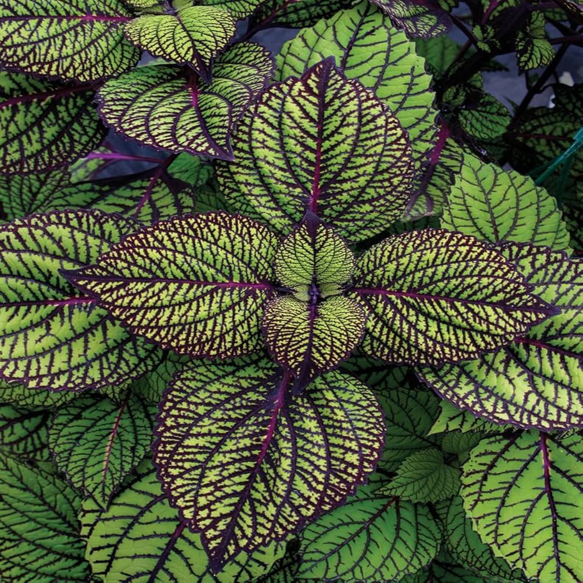 Green and Black Coleus Flower Seeds Heirloom Non-GMO Organic Garden Seeds for Planting, High Germination Vibrant Blooms