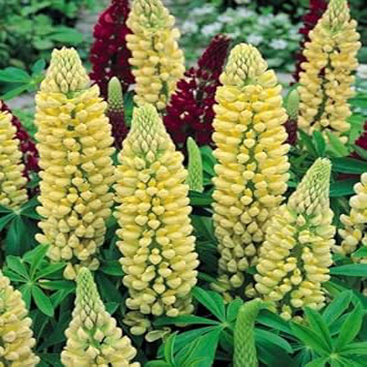 Heirloom Non-GMO Light Yellow Lupine Flower Seeds for Garden Planting | High Germination Organic Garden Seeds