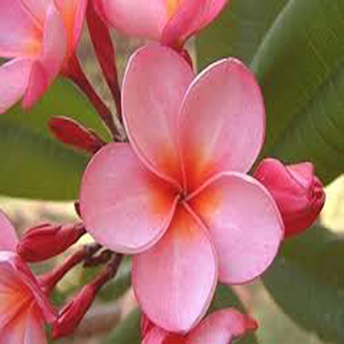 Heirloom Non-GMO Pink Egg Flower Seeds for Planting High Germination Organic Garden Seeds for Vibrant Floral Displays