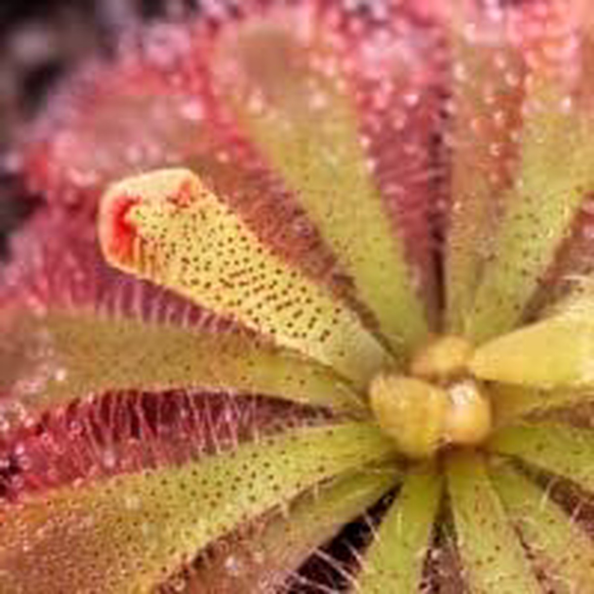 Heirloom Non-GMO Pink Green Sundew Plant Seeds for Garden Planting Rare Carnivorous Variety, High Germination