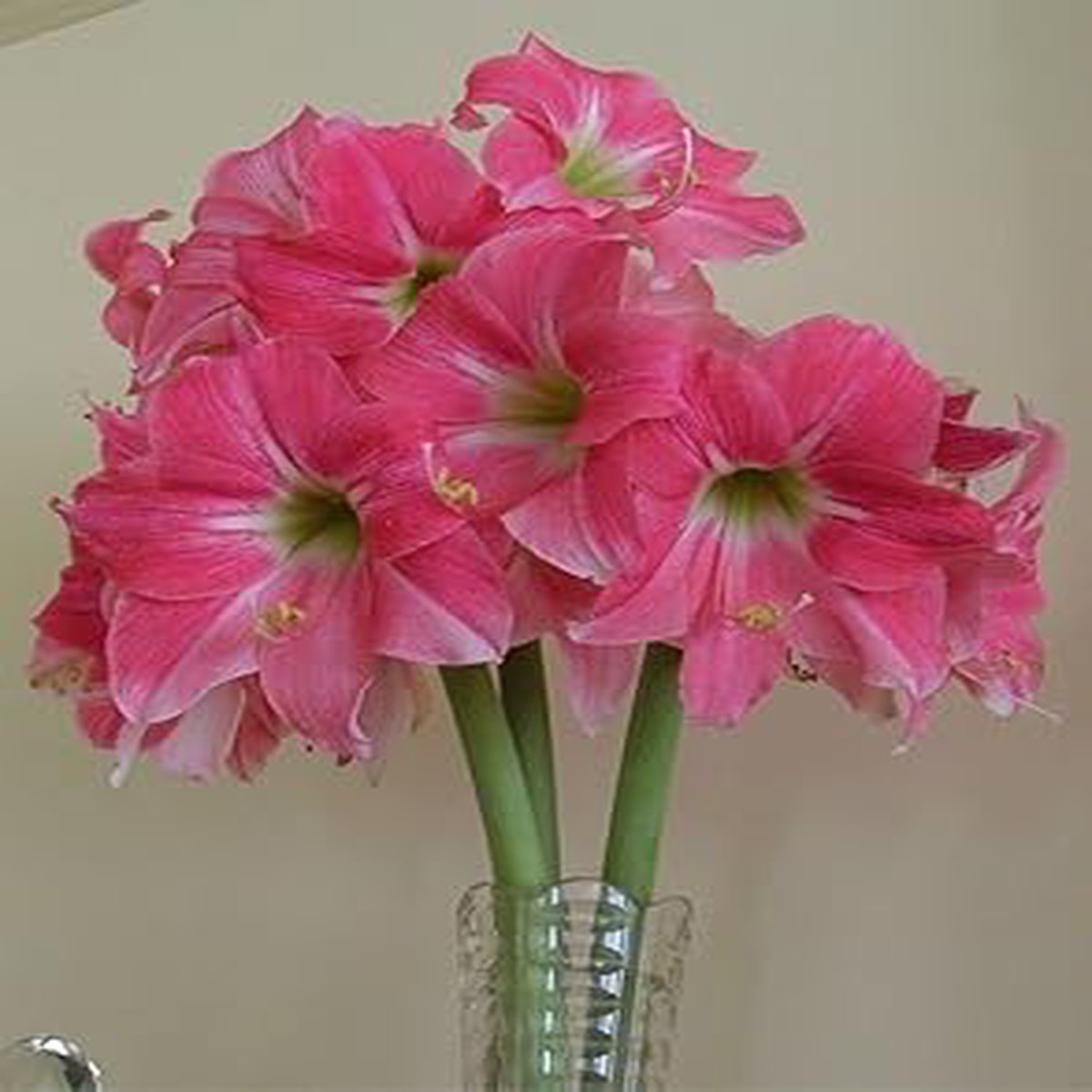 Heirloom Non-GMO Pink Hippeastrum Flower Seeds for Garden Planting | High Germination Organic Garden Seeds