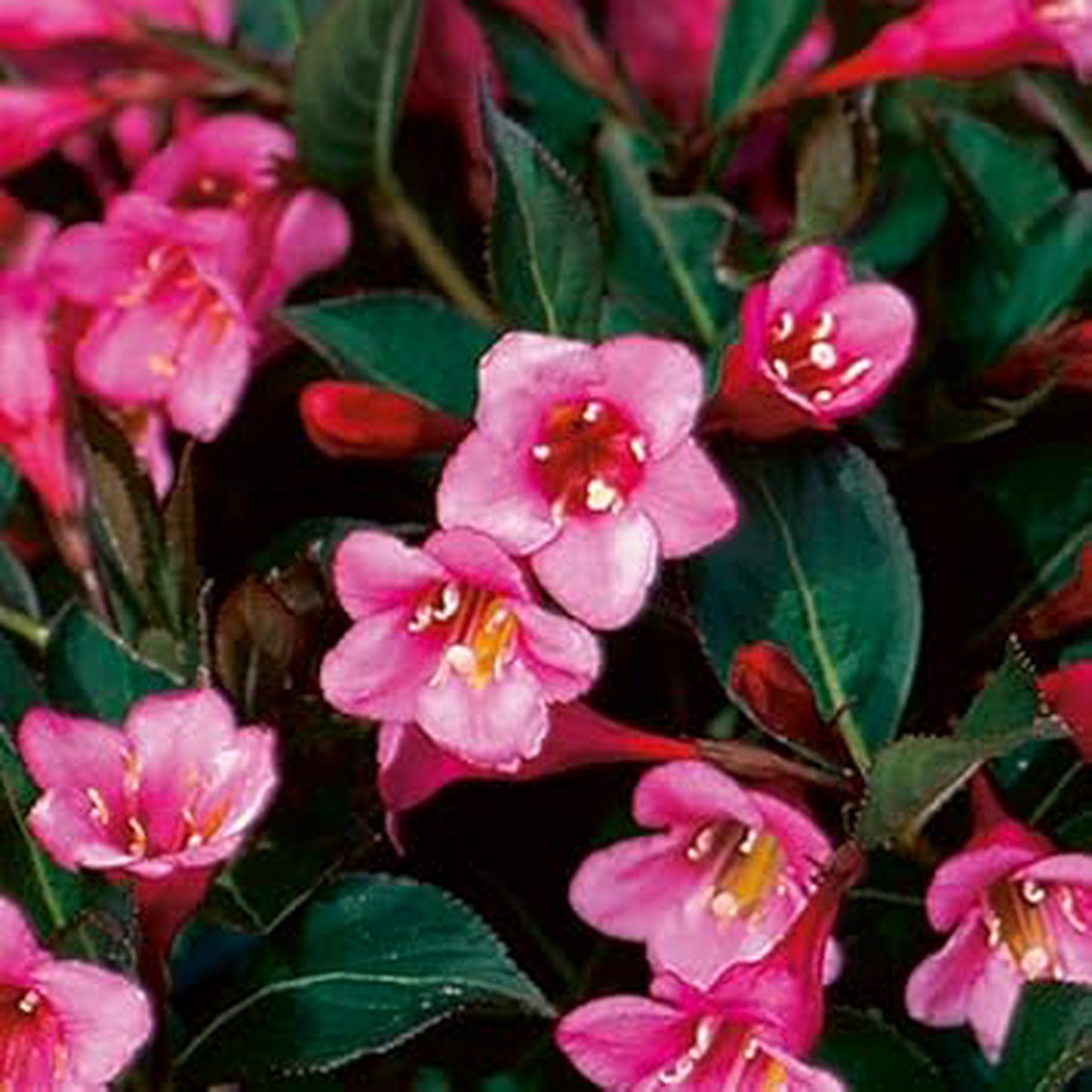 Heirloom Non-GMO Pink Weigela Flower Seeds for Garden Planting | High Germination Organic Garden Seeds