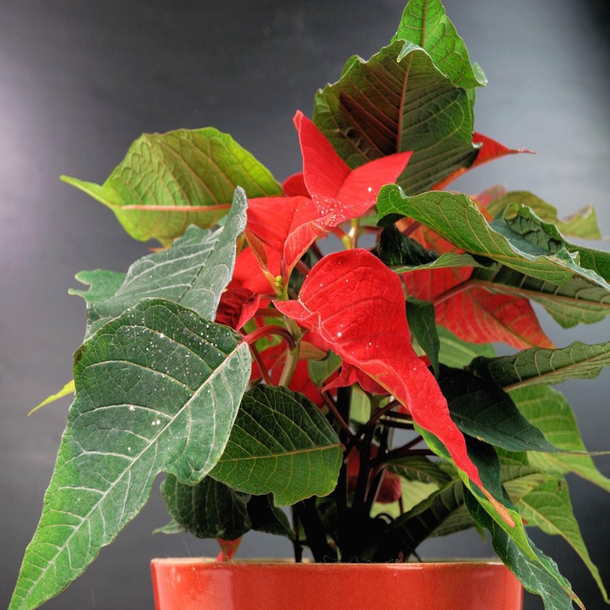 Heirloom Non-GMO Red Green Poinsettia Plant Seeds for Garden Planting High Germination Organic Garden Seeds