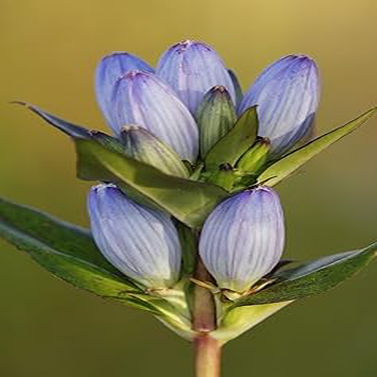 Heirloom Non-GMO Violet Gentian Flower Seeds for Planting Hardy Alpine Organic Garden Seeds with High Germination