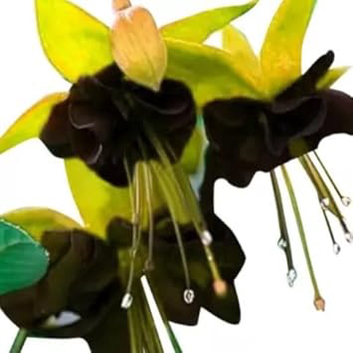 Heirloom Non-GMO Yellow Black Fuchsia Hybrida Flower Seeds for Garden Planting High Germination Organic Garden Seeds