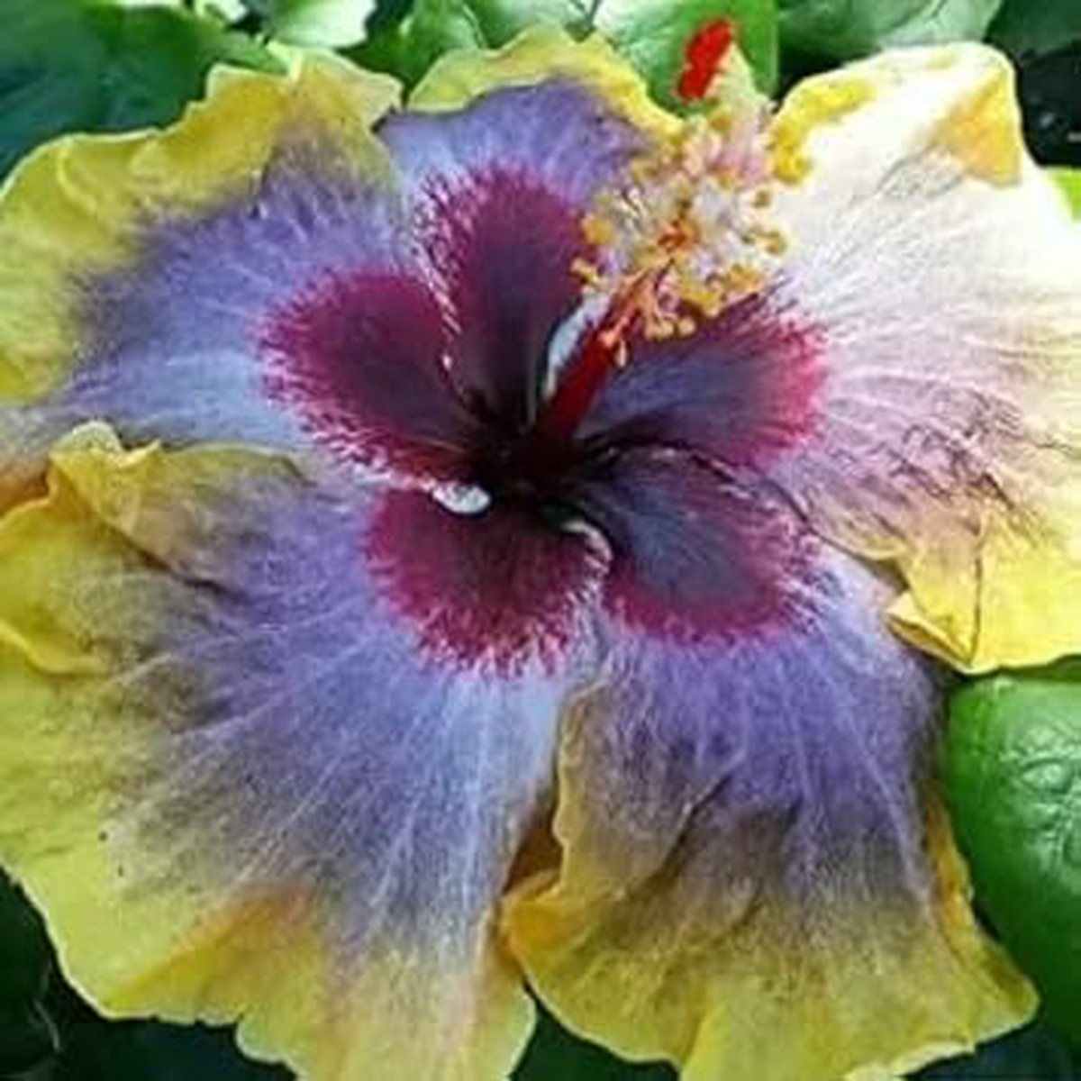 Heirloom Non-GMO Yellow Blue Hibiscus Flower Seeds for Planting Rare Tropical Organic Garden Seeds with High Germination