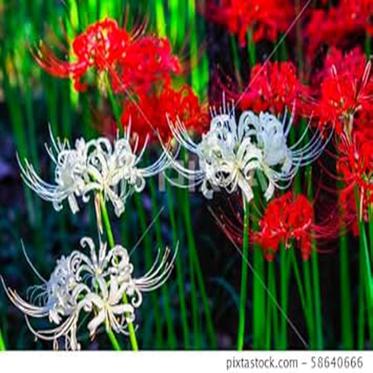Mixed Higanbana Flower Seeds Heirloom Non-GMO High Germination Organic Garden Seeds for Planting Vibrant Lycoris Blooms