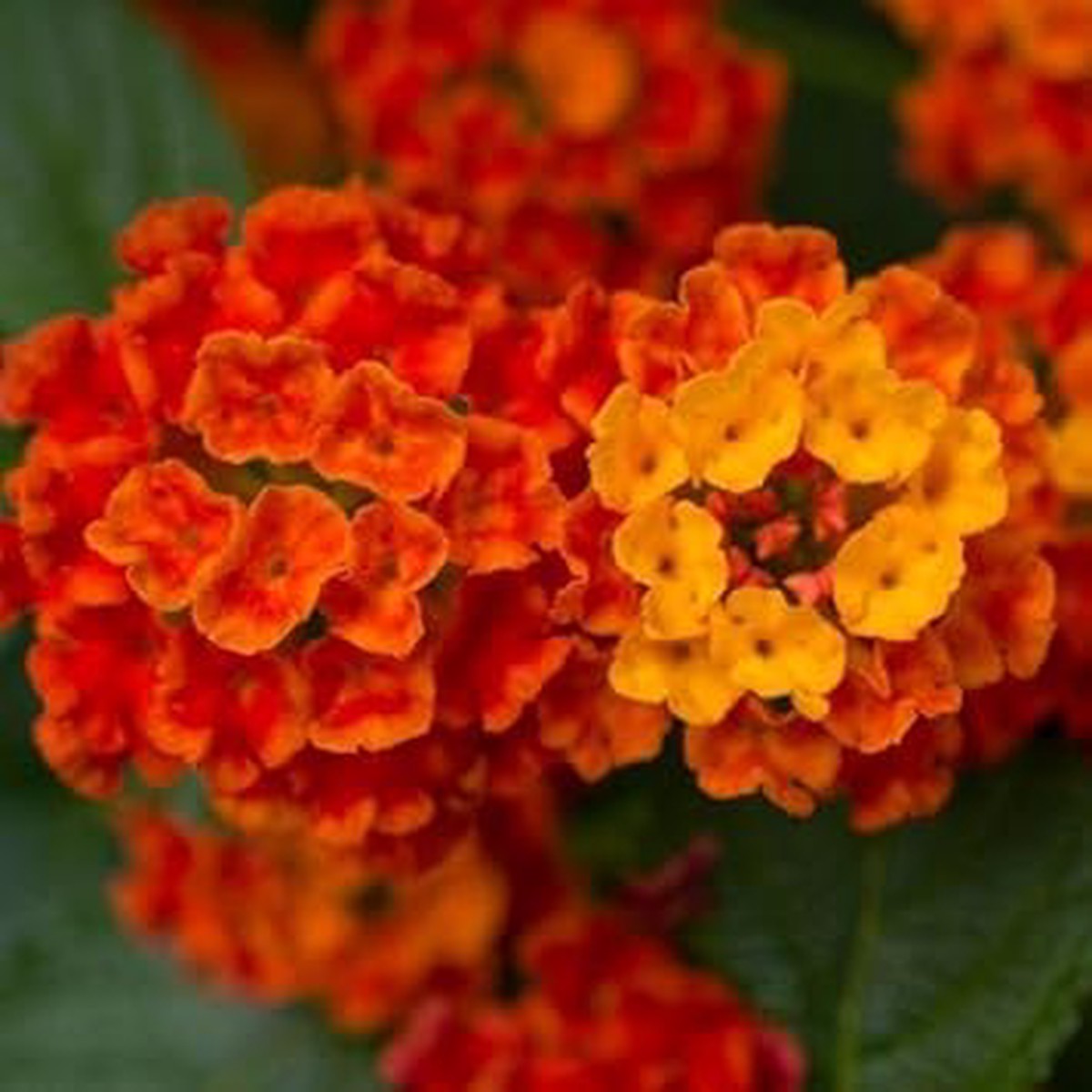 Orange Lantana Flower Seeds for Planting Heirloom Non-GMO Organic Garden Seeds with High Germination Vibrant Pollinator Blooms