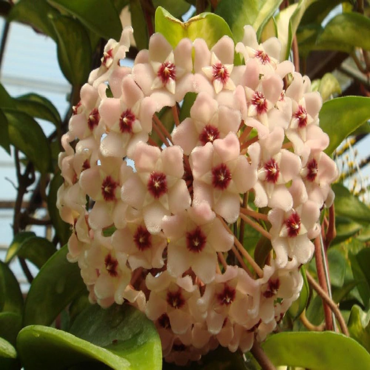Peach Pink Carnosa Flower Seeds Heirloom Non-GMO High Germination Organic Garden Seeds for Planting Vibrant Blooms