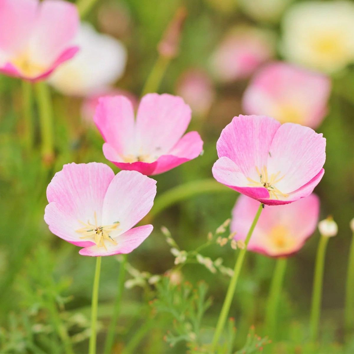 Purple Gleam California Poppy Flower Seeds for Planting Heirloom & Non-GMO Wildflower Garden Seeds