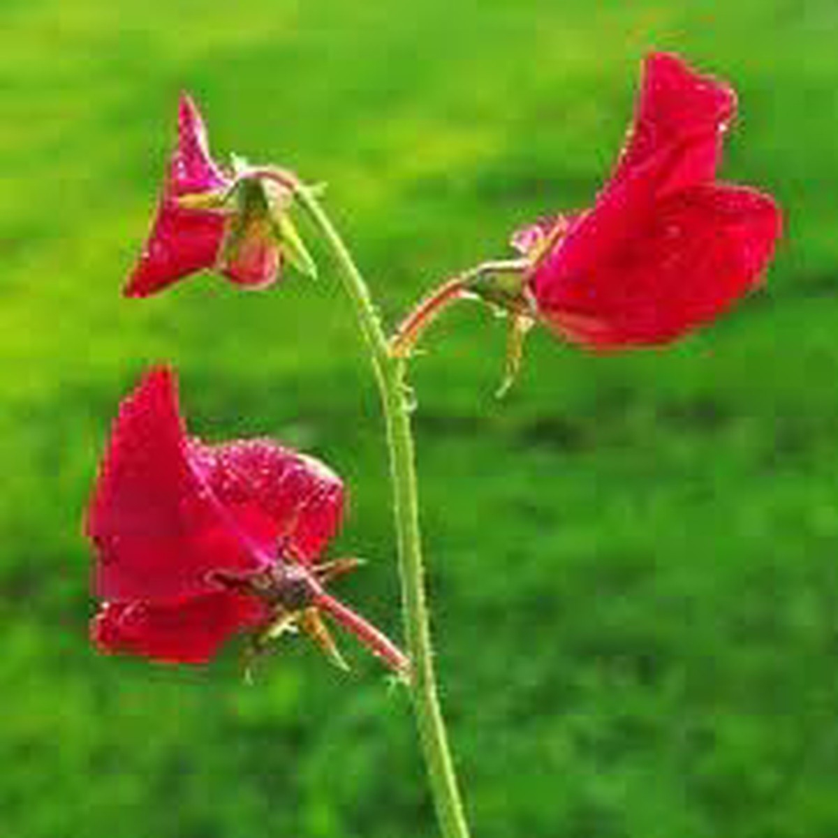 Red Sweet Pea Flower Seeds for Planting Heirloom & Non-GMO Fragrant Climbing Blooms for Trellises and Garden Arches