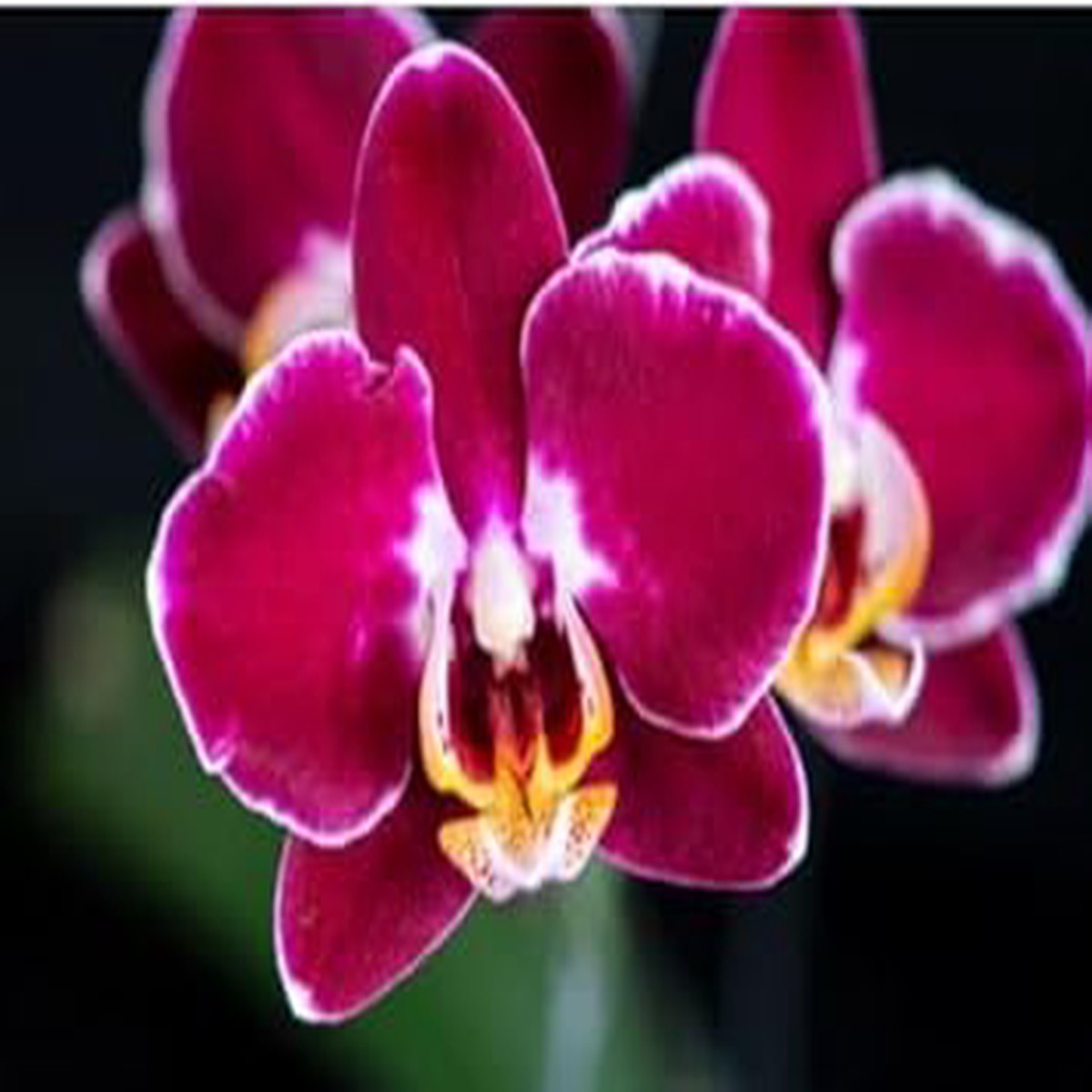 Burgundy White Phalaenopsis Orchid Flower Seeds for Planting Heirloom Non-GMO, High Germination Organic Garden Seeds