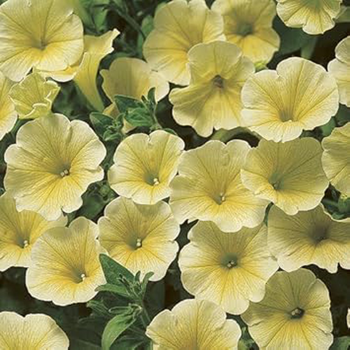 Heirloom Light Yellow Gloxinia Flower Seeds for Planting Non-GMO Organic Garden Seeds with High Germination