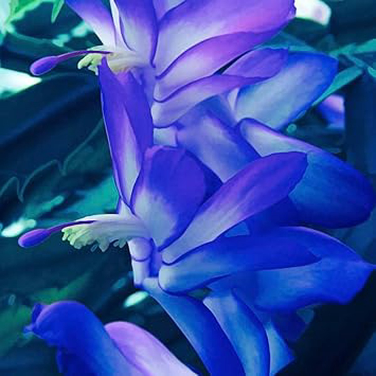 Heirloom Non-GMO Blue Schlumbergera Flower Seeds for Garden Planting High Germination Organic Garden Seeds