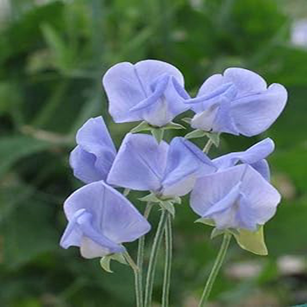 Heirloom Non-GMO Lavender Sweet Pea Flower Seeds for Garden Planting High Germination Organic Garden Seeds