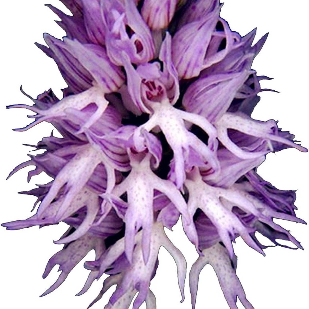 Heirloom Non-GMO Nema Italian Orchis Monkey Flower Seeds Lavender for Planting High Germination Organic Garden Seeds