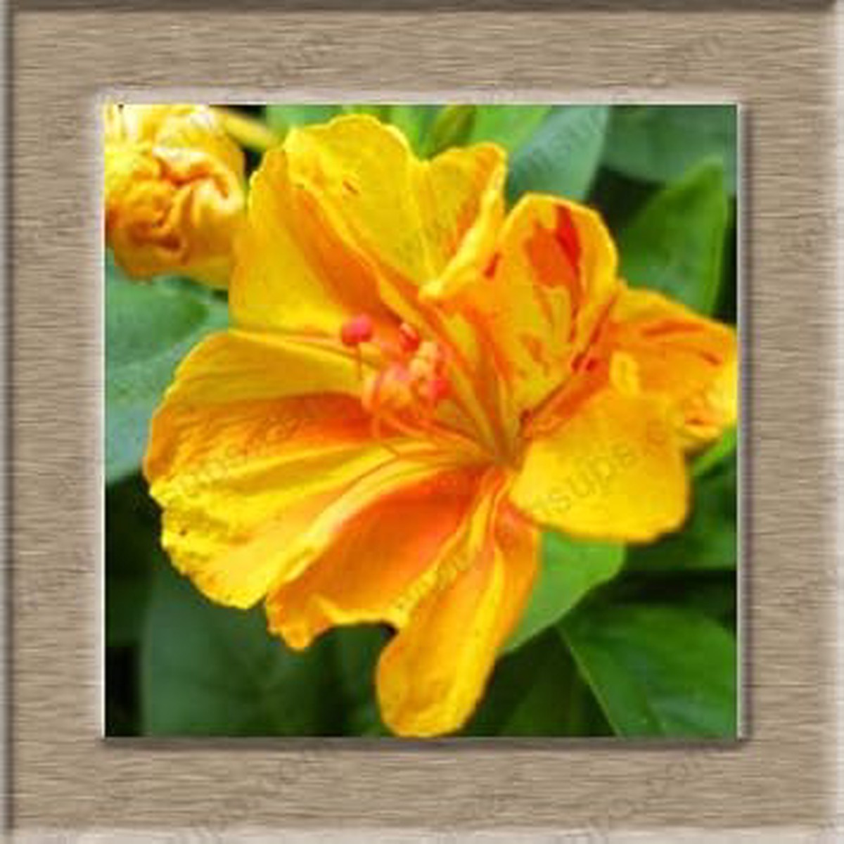 Heirloom Non-GMO Orange Mirabilis Flower Seeds for Garden Planting High Germination Organic Garden Seeds