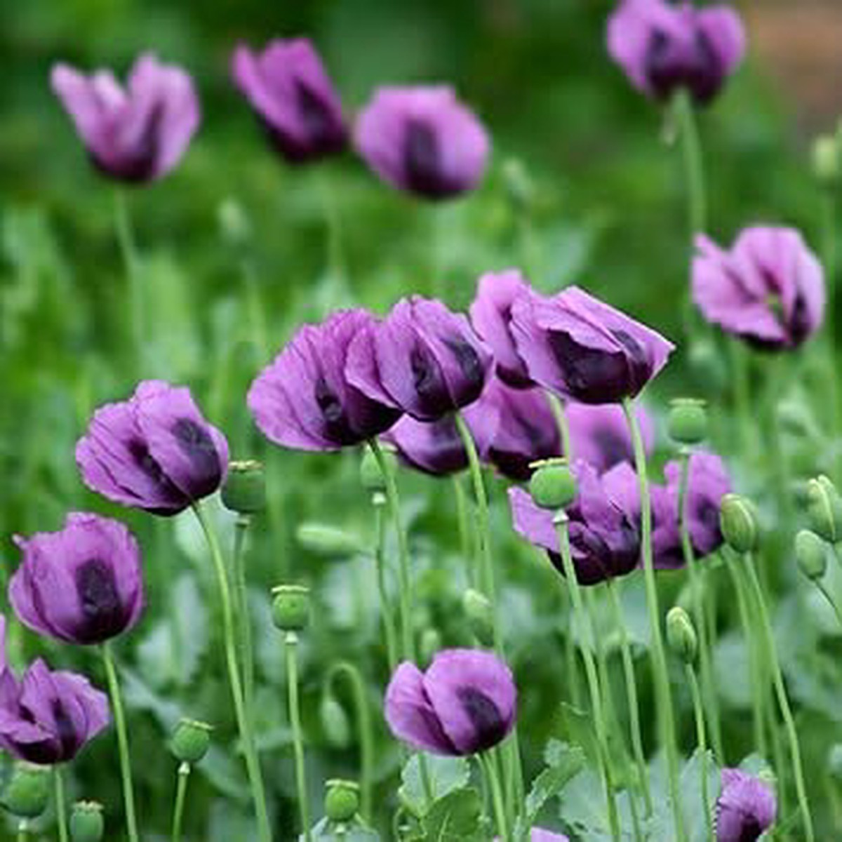 Heirloom Non-GMO Purple Eschscholtzia Flower Seeds for Planting Organic Garden Seeds with High Germination Wildflower Blooms