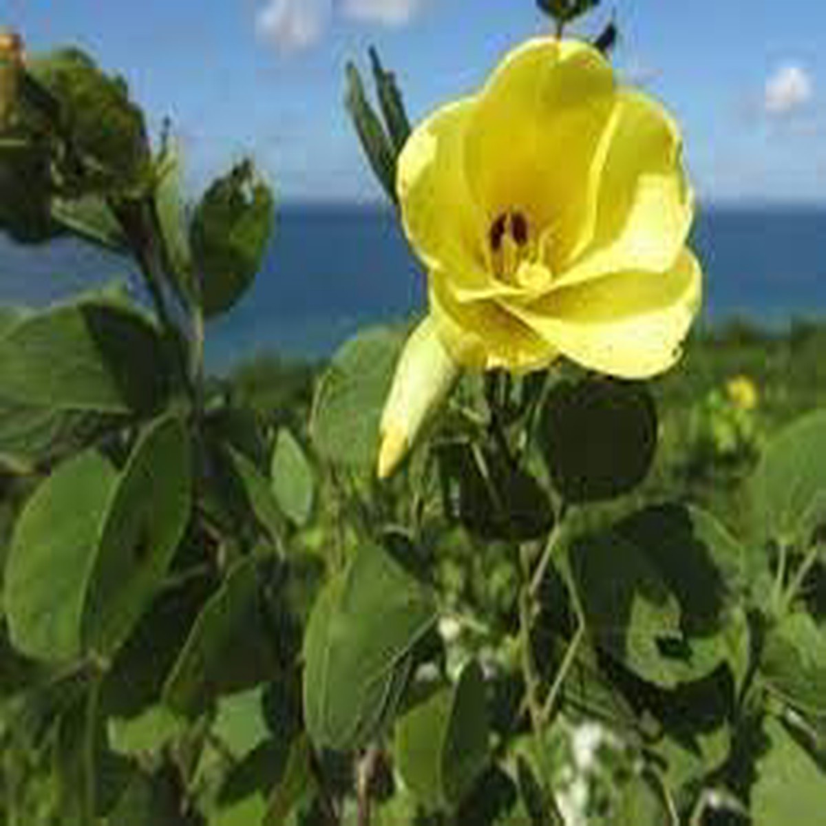 Heirloom Yellow Bauhinia Flower Seeds for Planting Non-GMO Organic Garden Seeds with High Germination