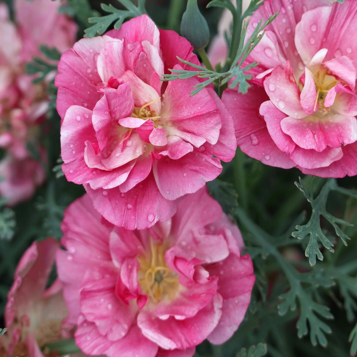 Pink Eschscholtzia (California Poppy) Flower Seeds for Planting Heirloom & Non-GMO Delicate Blooms for Garden Beds & Wildflower Meadows