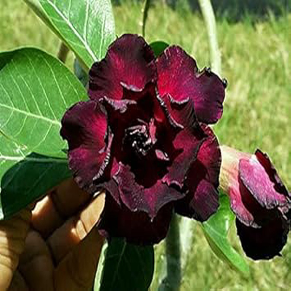 Blue Purple Adenium Flower Seeds for Planting Heirloom, Non-GMO, High Germination Organic Garden Seeds
