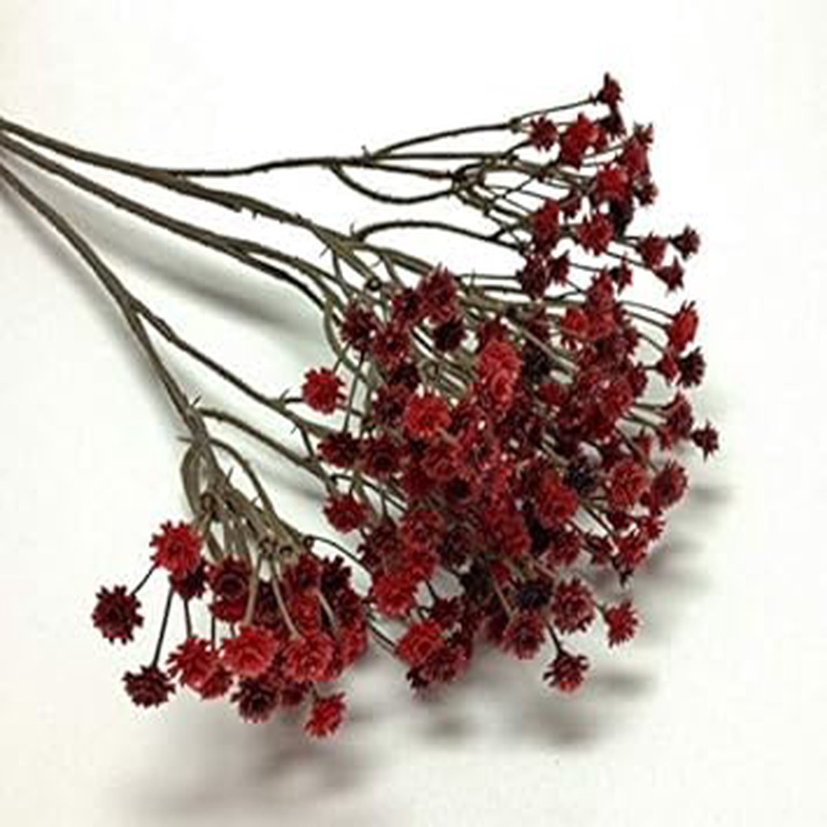 Dark Red Gypsophila Flower Seeds for Planting Heirloom, Non-GMO, High Germination Organic Garden Seeds