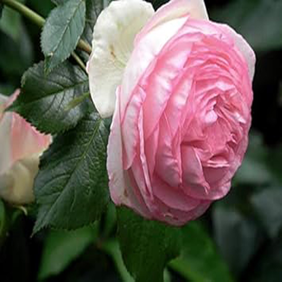 Heirloom Non-GMO Light Pink Double Petal English Rose Flower Seeds for Planting Rare High Germination Seeds