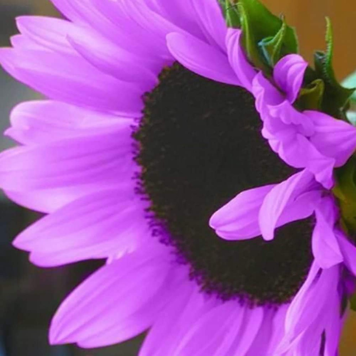 Purple Sunflower Perennial Seeds for Garden Planting Heirloom Non-GMO High Germination Organic Garden Seeds