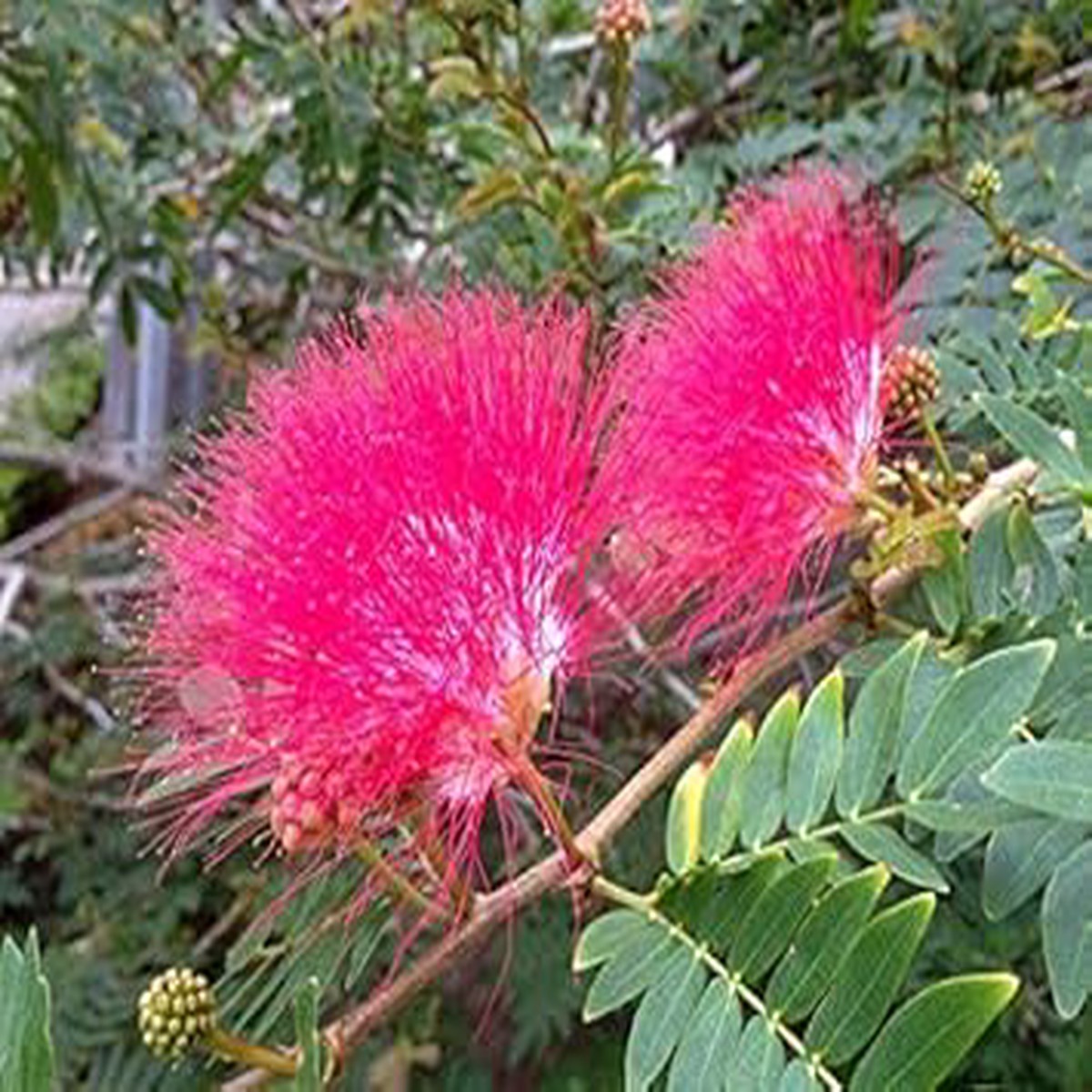 Cream Albizia Flower Seeds Heirloom Non-GMO Organic Garden Seeds for Planting, High Germination Fragrant Tree Blooms