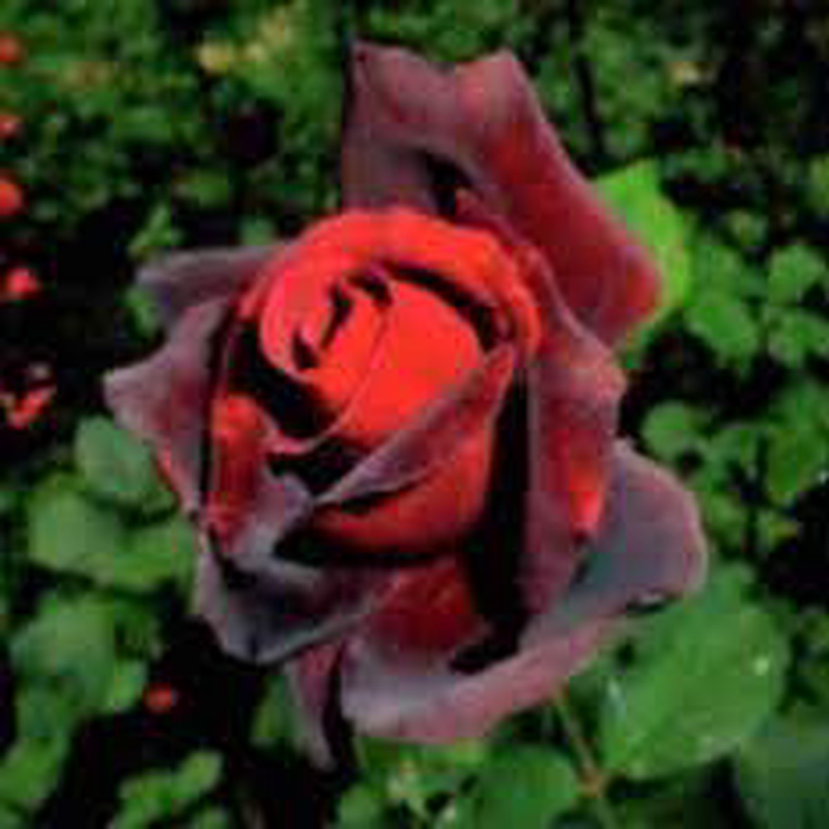 Dark Red Holland Rose Flower Seeds Heirloom, Non-GMO, High Germination Organic Garden Seeds for Planting