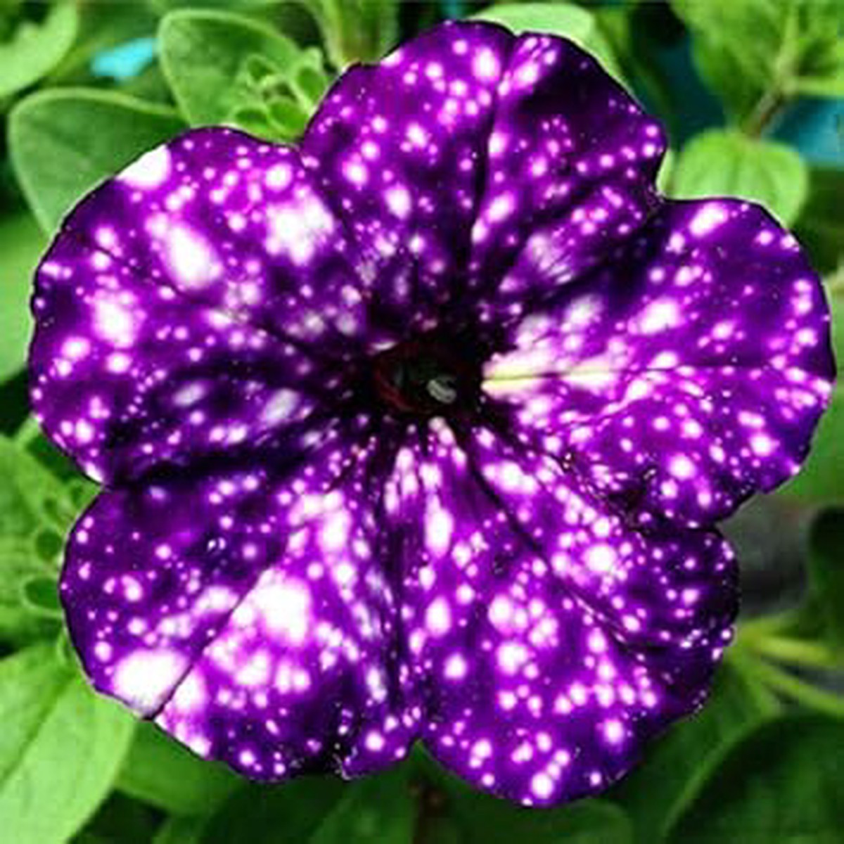 Dark Violet Starry Petunia Flower Seeds Heirloom, Non-GMO, High Germination Organic Garden Seeds for Planting