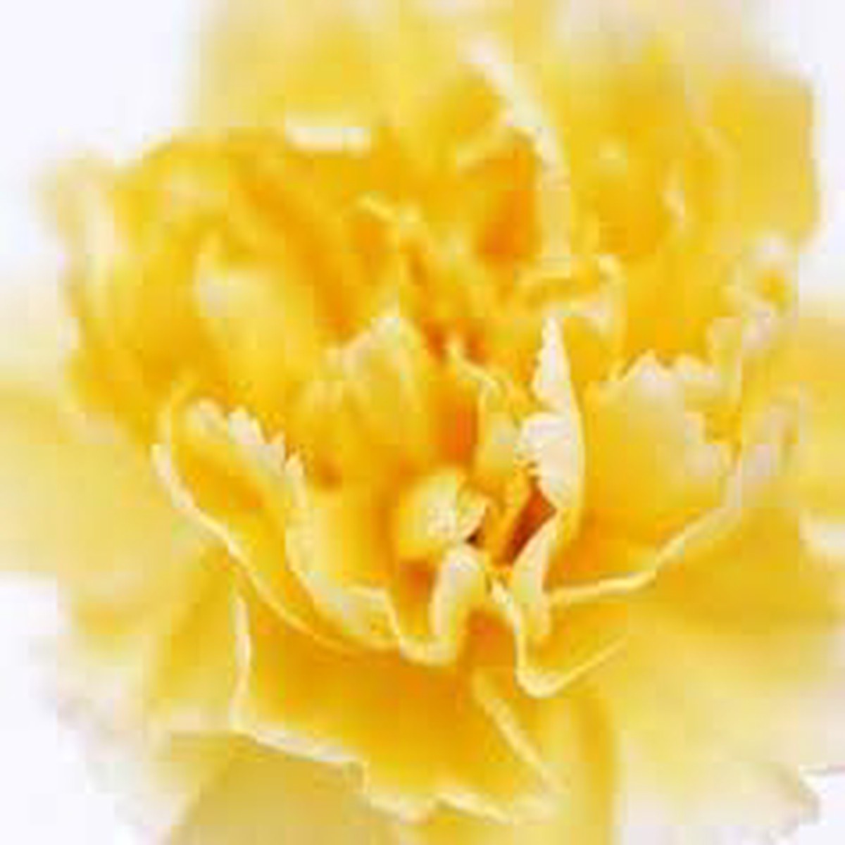 Dark Yellow Carnation Flower Seeds for Planting Heirloom, Non-GMO, High Germination Organic Garden Seeds