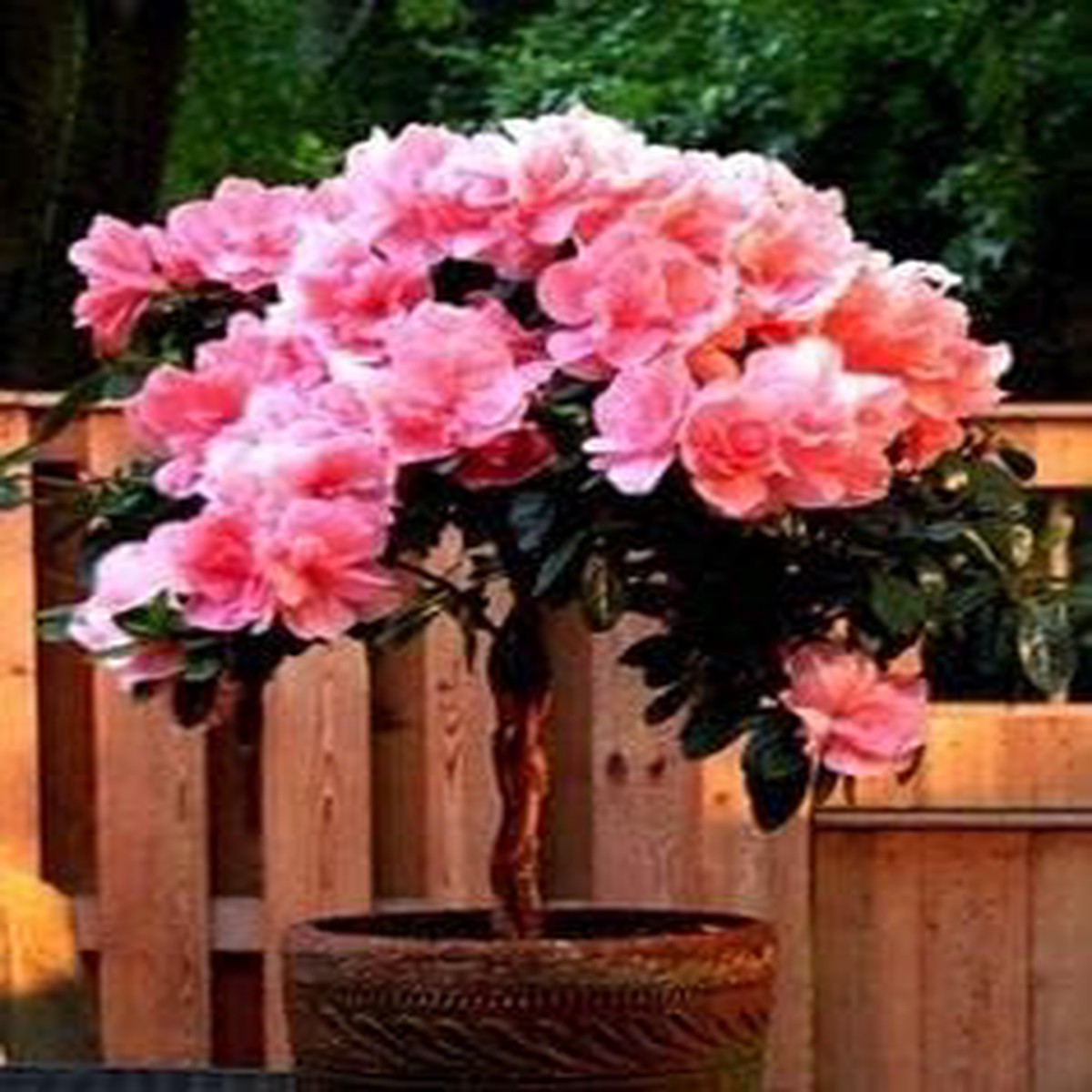 Heirloom Non-GMO Light Pink Miniature Rose Flower Seeds Dwarf Organic High Germination Seeds for Planting