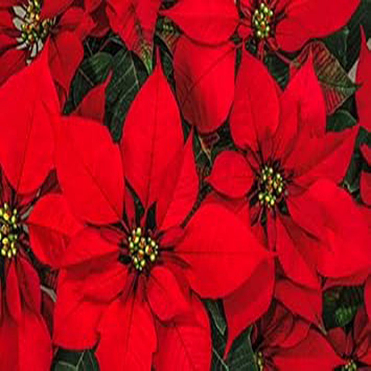 Heirloom Non-GMO Red Poinsettia Flower Seeds for Planting High Germination Organic Garden Seeds for Classic Holiday Blooms