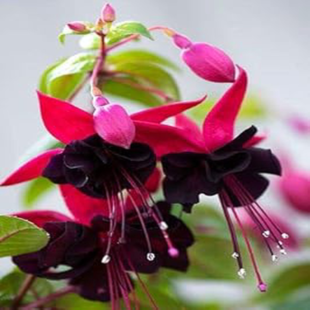 Heirloom Purple Pink Fuchsia Flower Seeds for Planting Non-GMO, High Germination Organic Garden Seeds for Hanging Blooms